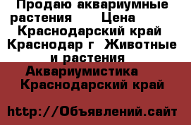 Продаю аквариумные растения!!! › Цена ­ 100 - Краснодарский край, Краснодар г. Животные и растения » Аквариумистика   . Краснодарский край